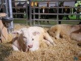 49 EME SALON INTERNATIONAL DE L AGRICULTURE 15