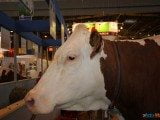 49 EME SALON INTERNATIONAL DE L AGRICULTURE 16