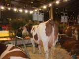 49 EME SALON INTERNATIONAL DE L AGRICULTURE 17