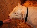 49 EME SALON INTERNATIONAL DE L AGRICULTURE 18