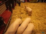 49 EME SALON INTERNATIONAL DE L AGRICULTURE 22