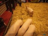 49 EME SALON INTERNATIONAL DE L AGRICULTURE 23