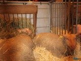 49 EME SALON INTERNATIONAL DE L AGRICULTURE 41