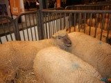 49 EME SALON INTERNATIONAL DE L AGRICULTURE 42