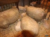 49 EME SALON INTERNATIONAL DE L AGRICULTURE 45