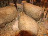 49 EME SALON INTERNATIONAL DE L AGRICULTURE 46