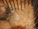 49 EME SALON INTERNATIONAL DE L AGRICULTURE 47