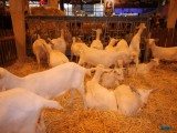 49 EME SALON INTERNATIONAL DE L AGRICULTURE 49