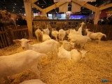 49 EME SALON INTERNATIONAL DE L AGRICULTURE 50