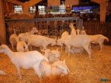 49 EME SALON INTERNATIONAL DE L AGRICULTURE 51