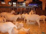 49 EME SALON INTERNATIONAL DE L AGRICULTURE 52