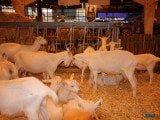 49 EME SALON INTERNATIONAL DE L AGRICULTURE 53