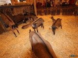 49 EME SALON INTERNATIONAL DE L AGRICULTURE 54