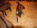49 EME SALON INTERNATIONAL DE L AGRICULTURE 55