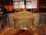 49 EME SALON INTERNATIONAL DE L AGRICULTURE 56