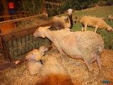 49 EME SALON INTERNATIONAL DE L AGRICULTURE 63