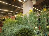 49 EME SALON INTERNATIONAL DE L AGRICULTURE 67