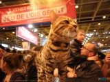 49 EME SALON INTERNATIONAL DE L AGRICULTURE 101