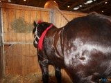 49 EME SALON INTERNATIONAL DE L AGRICULTURE 141