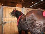 49 EME SALON INTERNATIONAL DE L AGRICULTURE 142