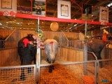 49 EME SALON INTERNATIONAL DE L AGRICULTURE 145