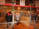 49 EME SALON INTERNATIONAL DE L AGRICULTURE 146