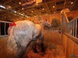 49 EME SALON INTERNATIONAL DE L AGRICULTURE 148