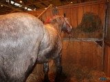 49 EME SALON INTERNATIONAL DE L AGRICULTURE 150