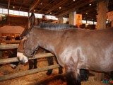 49 EME SALON INTERNATIONAL DE L AGRICULTURE 153