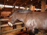 49 EME SALON INTERNATIONAL DE L AGRICULTURE 154