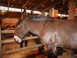 49 EME SALON INTERNATIONAL DE L AGRICULTURE 155