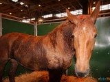 49 EME SALON INTERNATIONAL DE L AGRICULTURE 156