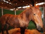 49 EME SALON INTERNATIONAL DE L AGRICULTURE 157
