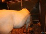 49 EME SALON INTERNATIONAL DE L AGRICULTURE 158