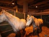 49 EME SALON INTERNATIONAL DE L AGRICULTURE 162