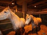 49 EME SALON INTERNATIONAL DE L AGRICULTURE 163