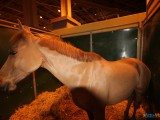 49 EME SALON INTERNATIONAL DE L AGRICULTURE 164