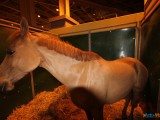 49 EME SALON INTERNATIONAL DE L AGRICULTURE 165