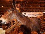 49 EME SALON INTERNATIONAL DE L AGRICULTURE 168