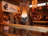 49 EME SALON INTERNATIONAL DE L AGRICULTURE 170