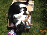 Actu-Mag teste pour vous la Miaoubox 8