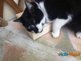 Actu-Mag teste pour vous la Miaoubox 6