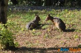 Zoo de Vincennes: Notre tour d'horizon ! 11