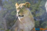 Zoo de Vincennes: Notre tour d'horizon ! 26
