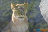 Zoo de Vincennes: Notre tour d'horizon ! 25