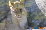 Zoo de Vincennes: Notre tour d'horizon ! 24