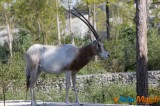 Zoo de Vincennes: Notre tour d'horizon ! 22
