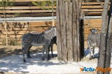 Zoo de Vincennes: Notre tour d'horizon ! 21