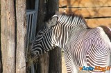Zoo de Vincennes: Notre tour d'horizon ! 20