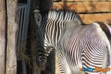Zoo de Vincennes: Notre tour d'horizon ! 9